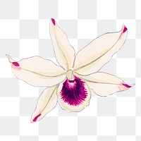 Png laelia orchid flower sticker, Japanese ukiyo e art, transparent background