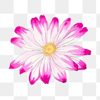 Cineraria flower png sticker, vintage Japanese ukiyo e art, transparent background