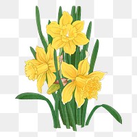 Daffodil flower png sticker, vintage Japanese ukiyo e art, transparent background