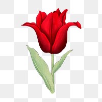 Tulip sticker png, vintage Japanese art, transparent background