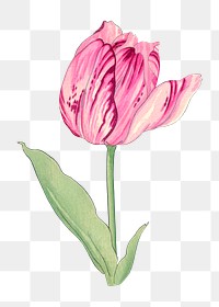 Pink tulip sticker png, vintage Japanese art, transparent background