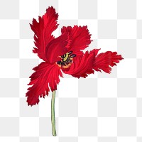 Parrot tulip png sticker, vintage Japanese art, transparent background