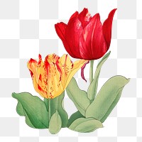 Tulip sticker png, vintage Japanese art, transparent background