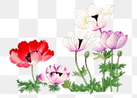 Poppy png sticker, Japanese ukiyo e art, transparent background