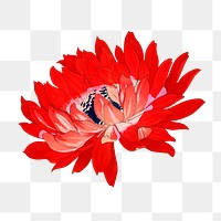 Png red anemone flower sticker, Japanese ukiyo e art, transparent background