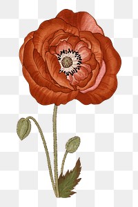 Poppy flower png sticker, Japanese ukiyo e art, transparent background