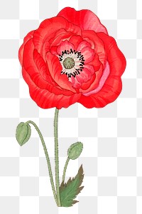 Poppy flower png sticker, Japanese ukiyo e art, transparent background