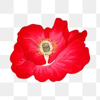 Png red poppy flower sticker, Japanese ukiyo e art, transparent background