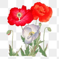 Poppy flower png sticker, Japanese ukiyo e art, transparent background