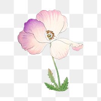 Poppy flower png sticker, Japanese ukiyo e art, transparent background