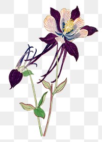 Columbine flower png sticker, Japanese ukiyo e art, transparent background