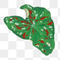 Caladium leaf png sticker, Japanese ukiyo e art, transparent background