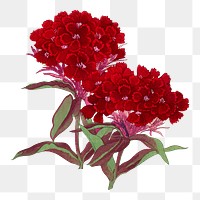 Png sweet william flower sticker, Japanese ukiyo e art, transparent background