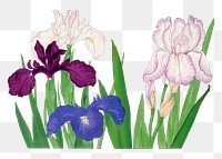 Iris flower sticker, Japanese ukiyo e art, transparent background