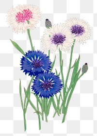 Cornflower png sticker, Japanese ukiyo e art, transparent background