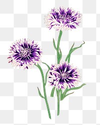 Cornflower png sticker, Japanese ukiyo e art, transparent background