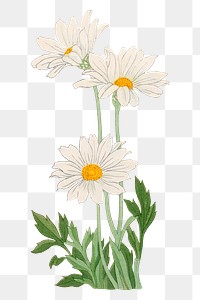 Marguerite flower png sticker, Japanese ukiyo e art, transparent background