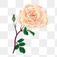 Rose png sticker, Japanese ukiyo e art, transparent background