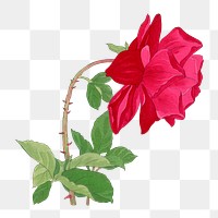 Rose png sticker, Japanese ukiyo e art, transparent background