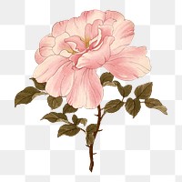 Rose png sticker, Japanese ukiyo e art, transparent background