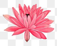 Pink lotus png sticker, Japanese ukiyo e art, transparent background