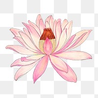 Pink lotus png sticker, Japanese ukiyo e art, transparent background