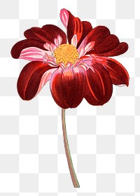 Dahlia flower png sticker, Japanese ukiyo e art, transparent background