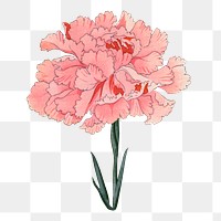 Carnation flower png sticker, Japanese ukiyo e art, transparent background