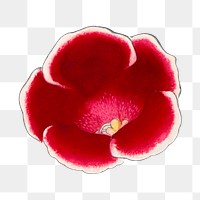 Gloxinia flower png sticker, Japanese ukiyo e art, transparent background