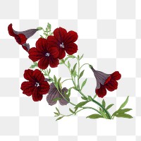 Png velvet trumpet flower sticker, Japanese ukiyo e art, transparent background