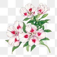 Godetia flower png sticker, Japanese ukiyo e art, transparent background