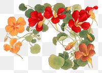 Nasturtium flower png sticker, Japanese ukiyo e art, transparent background