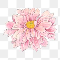 Dahlia flower png sticker, vintage Japanese art, transparent background