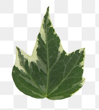 English Ivy png leaf mockup