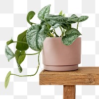 Pothos plant png in a pot on a bench