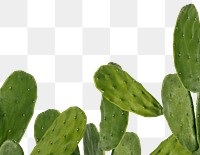 Cactus png border transparent background 