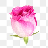 Pink rose flower transparent png