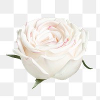 White rose flower transparent png