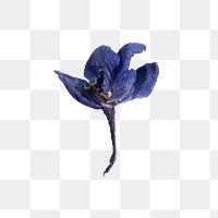Dried blue delphinium flower design element