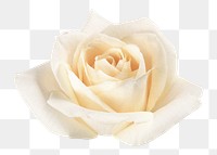 Rose png, white flower clipart, transparent background