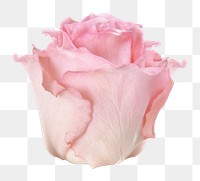 PNG pink rose, flower collage element, transparent background