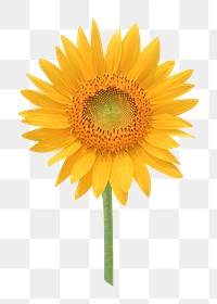 Yellow flower png, sunflower sticker, transparent background