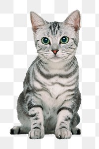 Cute cat png clipart, American shorthair, transparent background