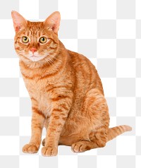 Tabby cat png clipart, pet, transparent background