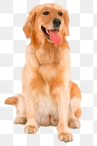 Golden Retriever png clipart, dog, transparent background