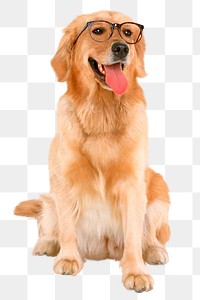 Dog png clipart, Golden Retriever, transparent background