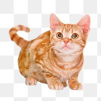 Ginger cat png sticker, pet image on transparent background