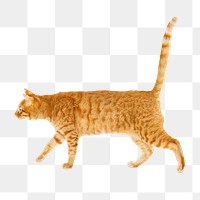 Ginger cat png sticker, pet image on transparent background