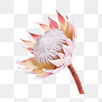 King protea png, flower collage element, transparent background