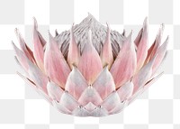 Protea png, white flower clipart, transparent background